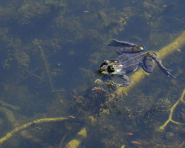 Teichfrosch