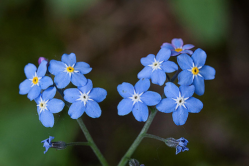 20120430 8859RMw [D~LIP] Acker-Vergißmeinnicht (Myosotis arvensis), Bad Salzuflen