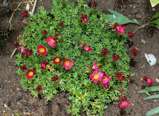 Saxifraga arendtsii (2)
