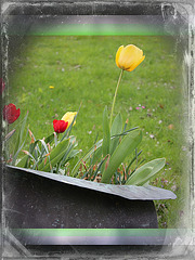 TULIPES DU JARDIN ***