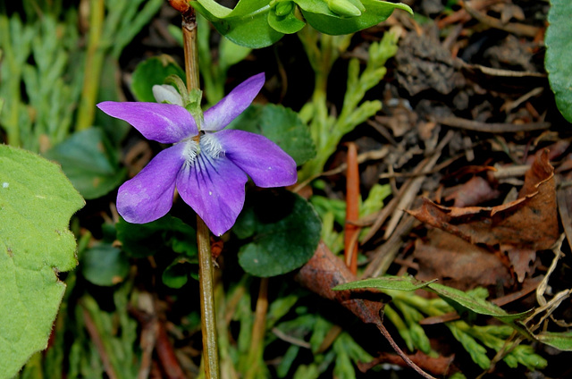 Viola riviniana