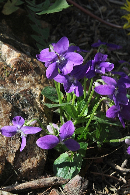 Viola riviniana (4)