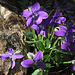 Viola riviniana (4)