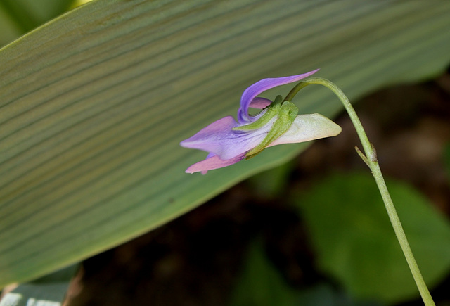Viola riviniana (5)