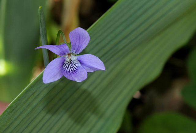 Viola riviniana (6)