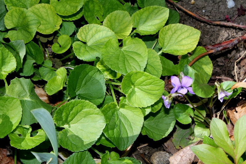 Viola riviniana (7)