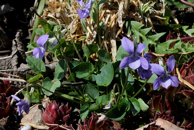 Viola riviniana (8)