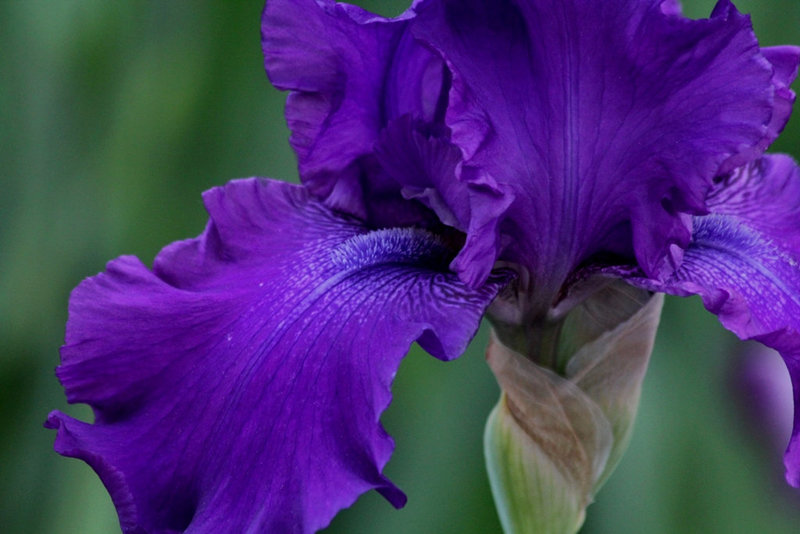Iris Master Touch