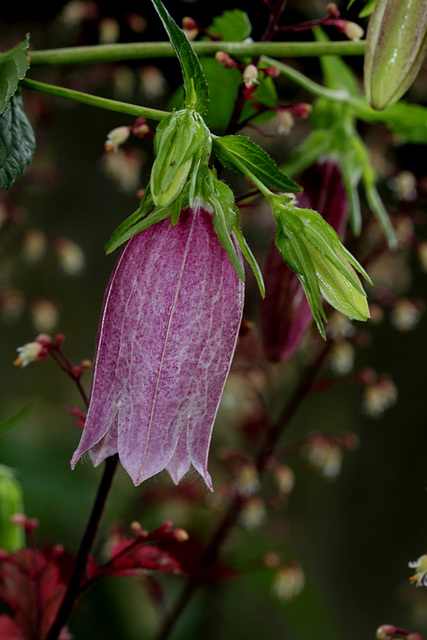 Campanule takesimana 'Elisabeth'