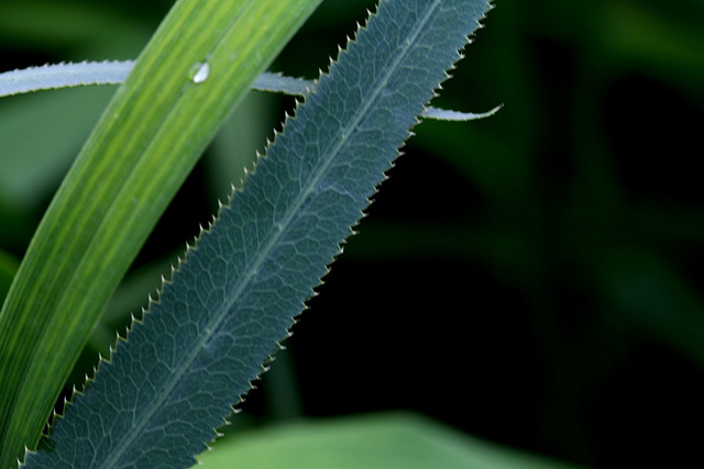 Falcaria vulgaris