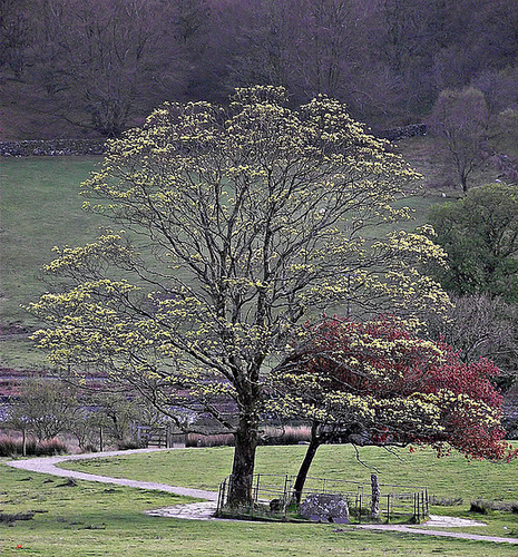 Bedgelert tree