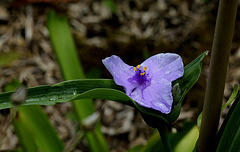 Tradescantia x Andersoniana