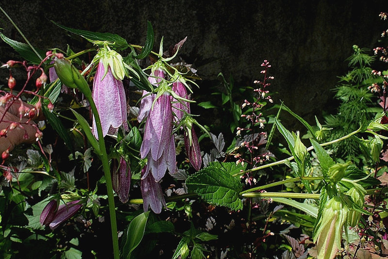 Campanule takesimana 'Elisabeth'