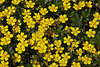 20120430 8856RMw Fingerkraut (Potentilla neumanniana), Bad Salzuflen