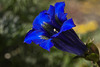 20120430 8855RMw [D~LIP] Stengelloser Enzian (Gentiana acaulis), BS