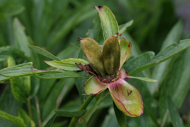 Paeonia officinalis -Fruits