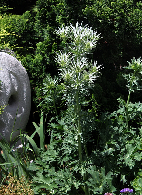 Eryngium bourgatii