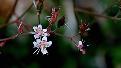 Saxifraga urbium