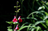 Salvia microphylla (2)