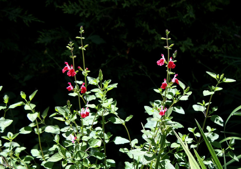 Salvia microphylla