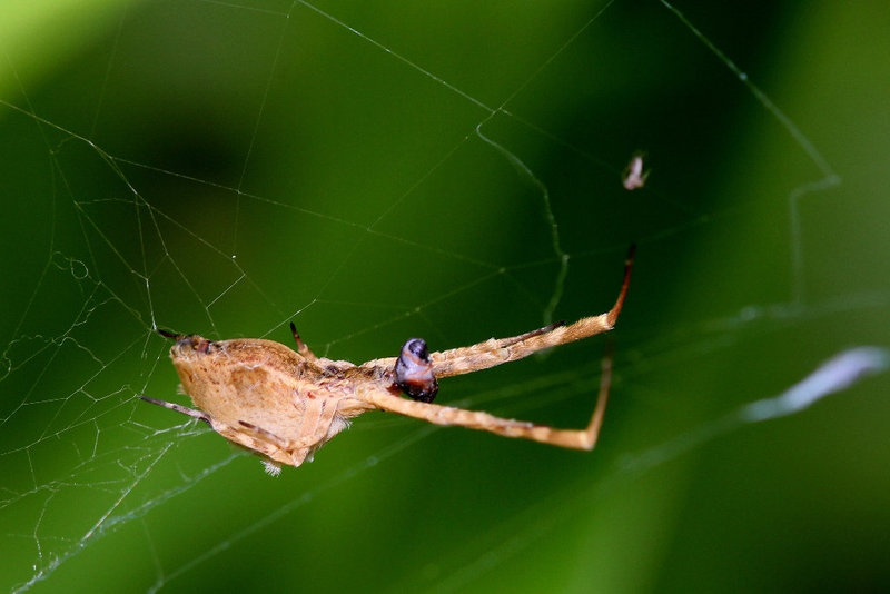 Uloborus sp .