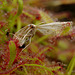 Drosera capensis with prey