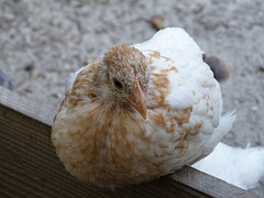 Ein junges Huhn