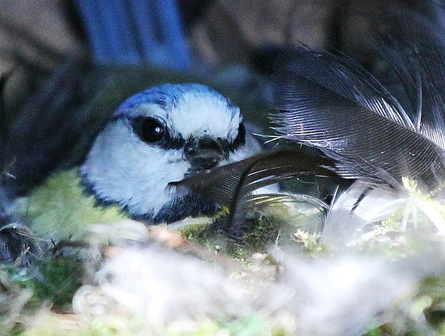 Blaumeise beim Brüten  (PiPs)