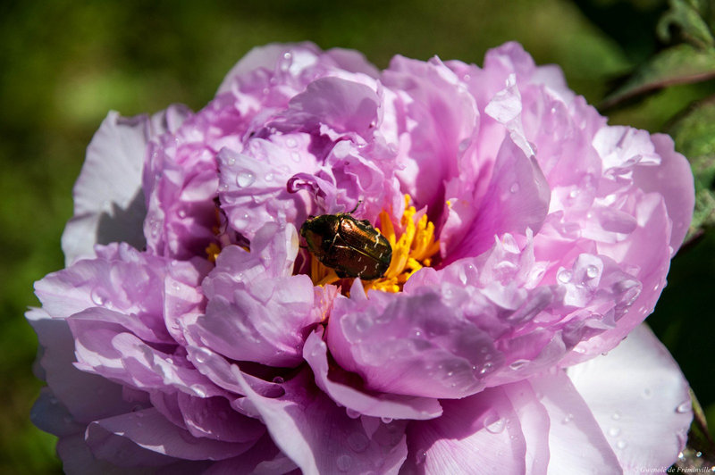 Pivoines habitées