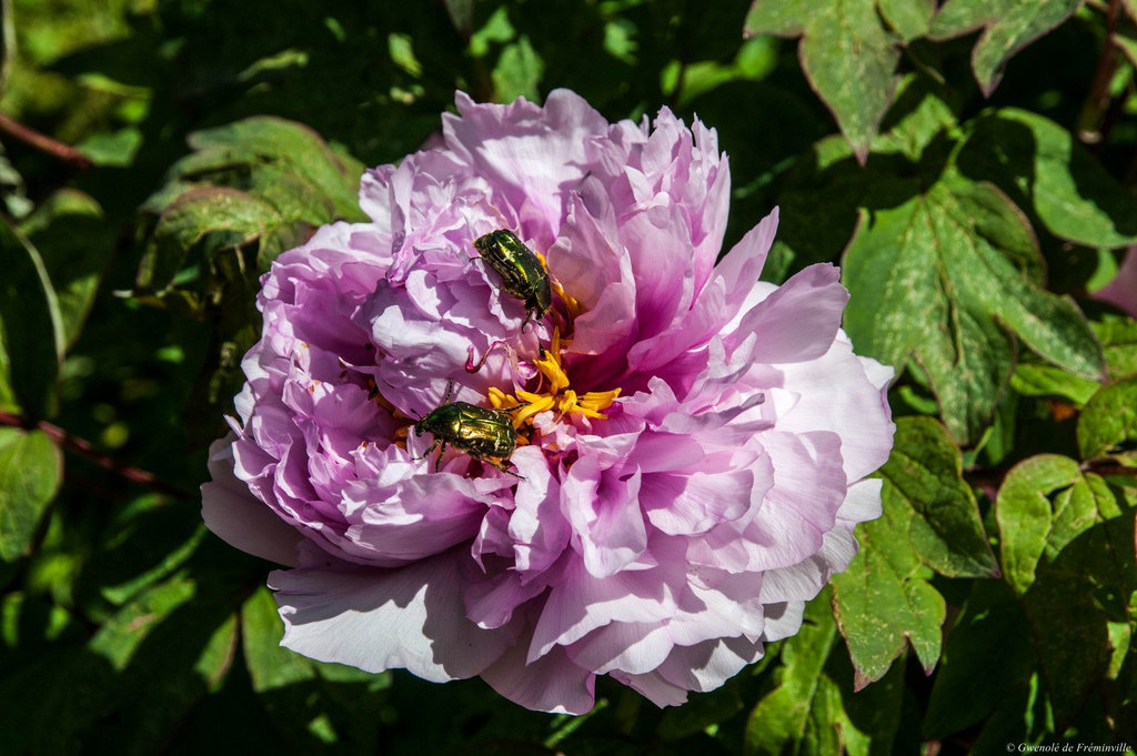 Pivoines habitées