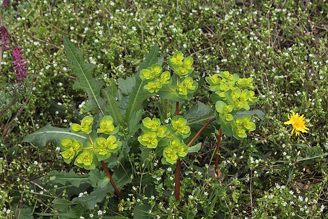 Euphorbia helioscopia - Euphorbe 'réveille -matin' (2)