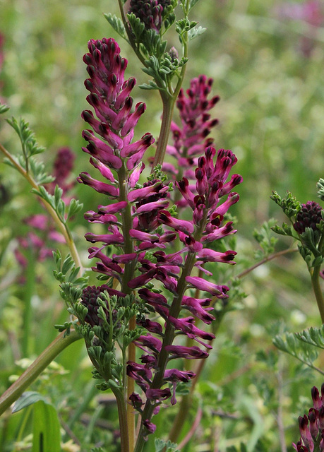 Fumaria officinalis