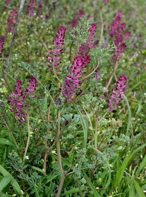 Fumaria officinalis (8)