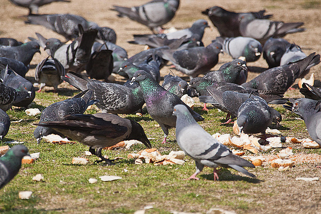 20120316 7849RAw [TR] Nebelkrähe (Corvus cornix), Taube, Izmir