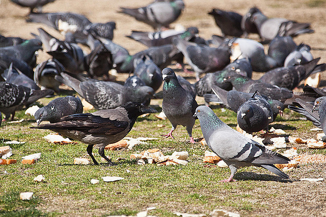 20120316 7848RAw [TR] Nebelkrähe (Corvus cornix), Taube, Izmir