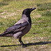 20120316 7842RAw [TR] Nebelkrähe (Corvus cornix), Izmir