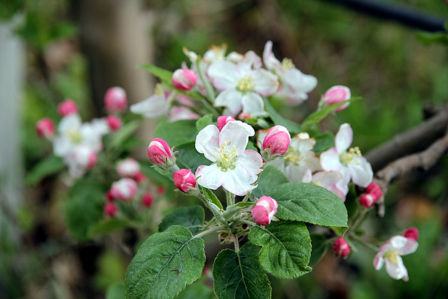 Apfelblüte Ostern 2012 in Südtirol