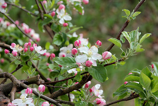 Apfelblüte Ostern 2012 in Südtirol
