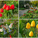 Frühling mit Tulpen und Windspiel