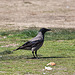 20120316 7840RAw [TR] Nebelkrähe (Corvus cornix), Taube, Izmir