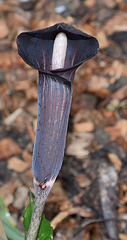 arisaema mayebarae DSC 0218