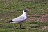 20120316 7838RAw [TR] Izmir, Lachmöwe