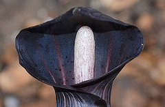 arisaema mayebarae DSC 0219