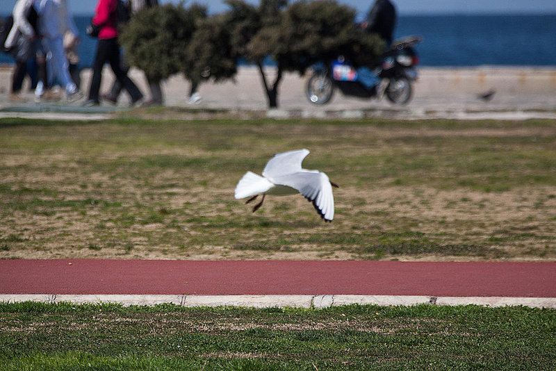 20120316 7836RAw [TR] Izmir, Lachmöwe