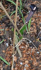 arisaema mayebarae DSC 0222