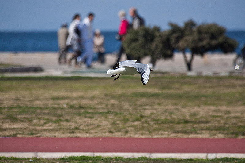 20120316 7835RAw [TR] Izmir, Lachmöwe
