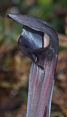 arisaema mayebarae DSC 0223