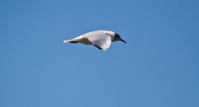 20120316 7834RAw [TR] Izmir, Lachmöwe