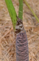 Dracunculus vulgaris DSC 0228-2