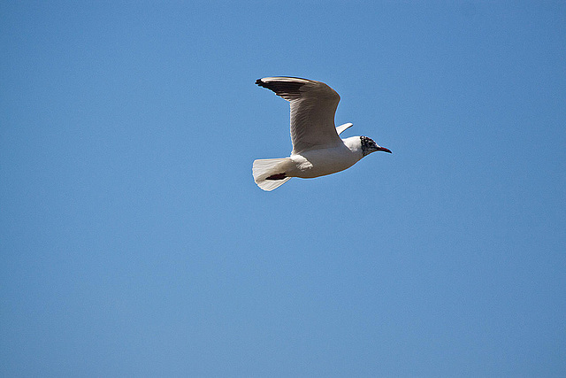 20120316 7833RAw [TR] Izmir, Lachmöwe